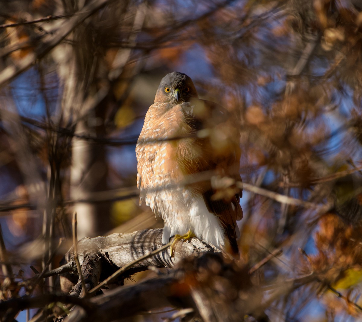 アシボソハイタカ - ML644445933