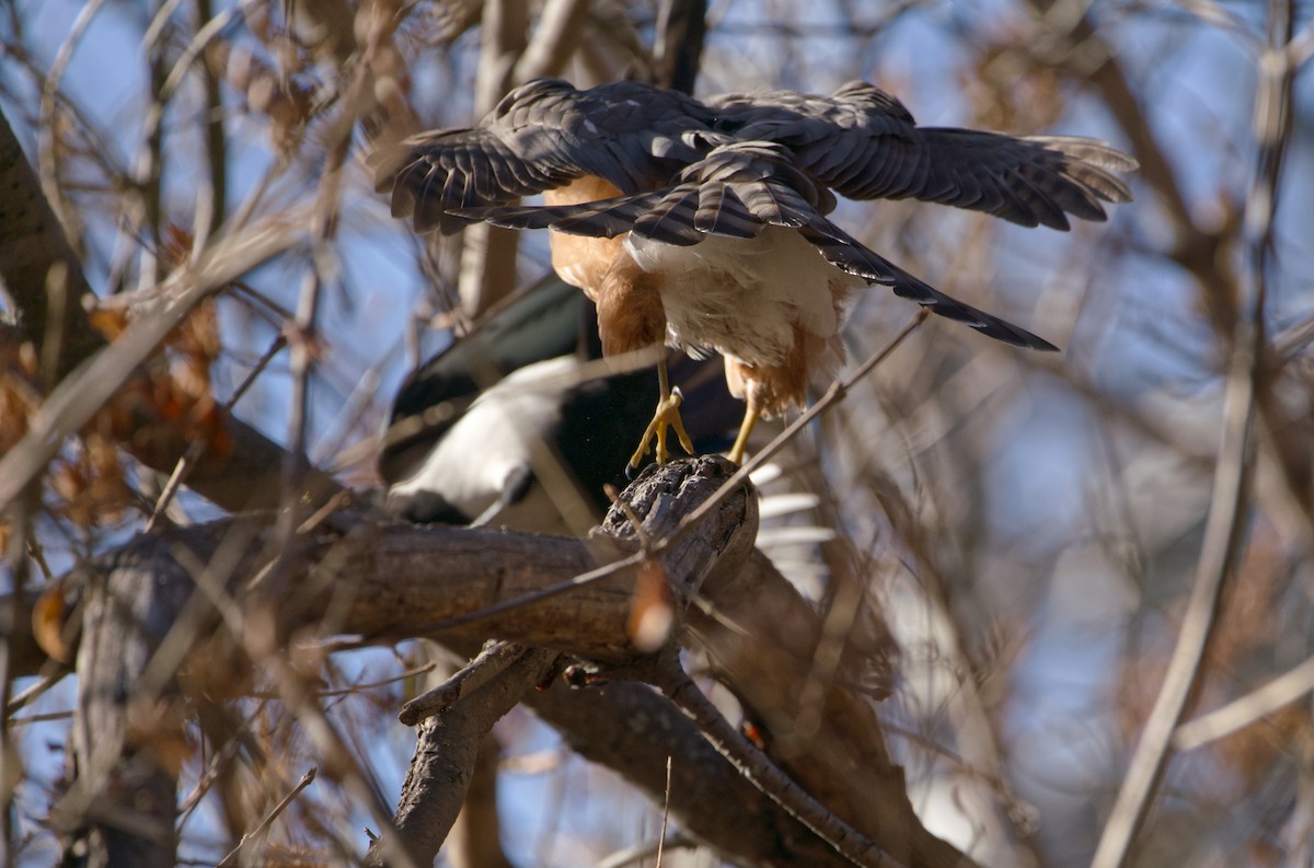 アシボソハイタカ - ML644445934