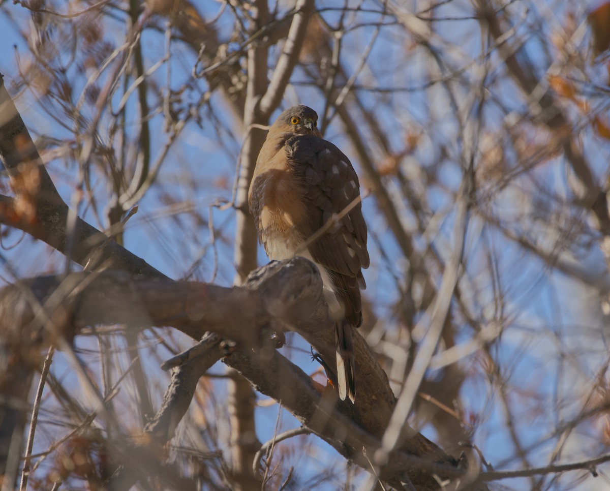 アシボソハイタカ - ML644445935