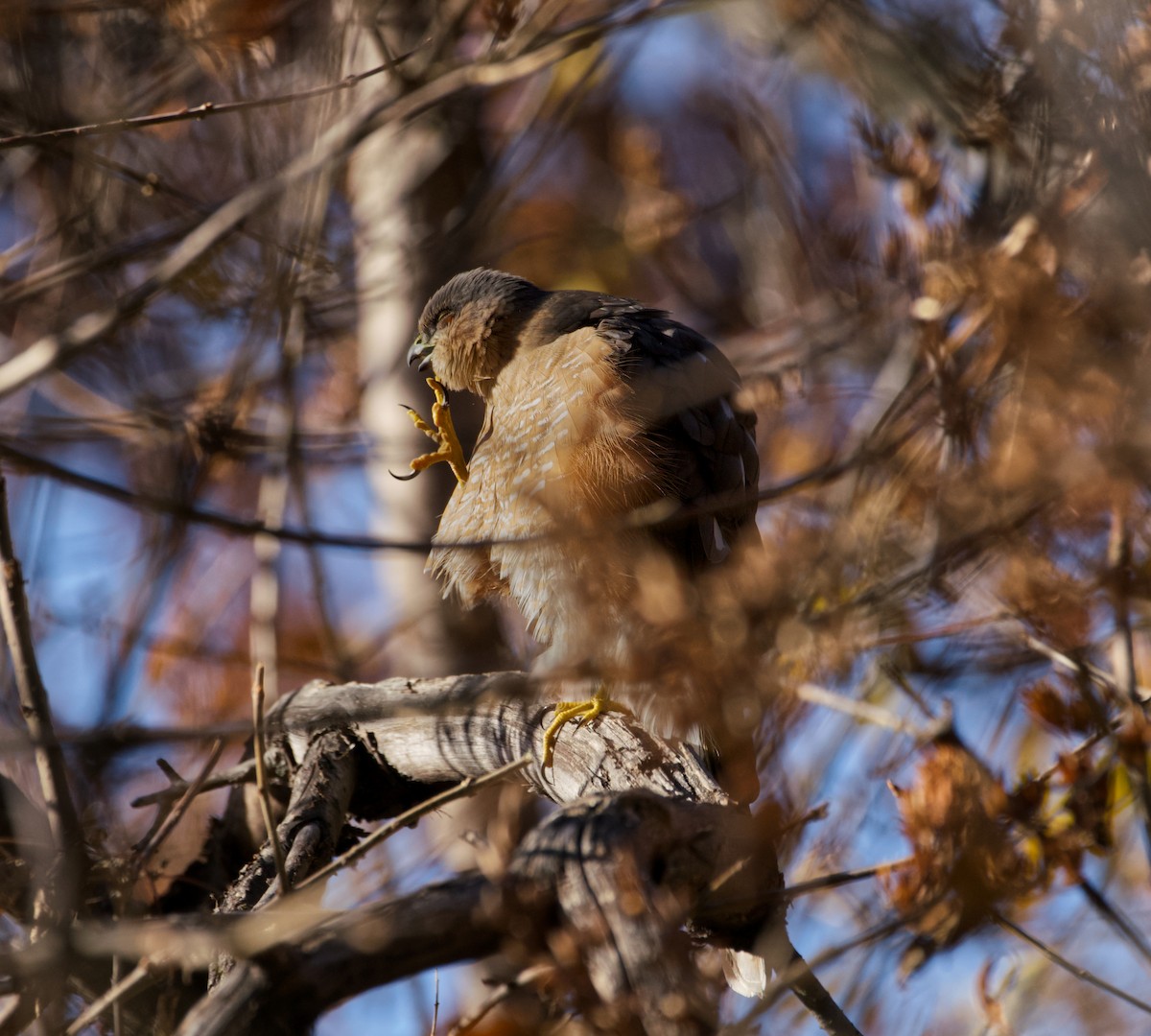 アシボソハイタカ - ML644445936
