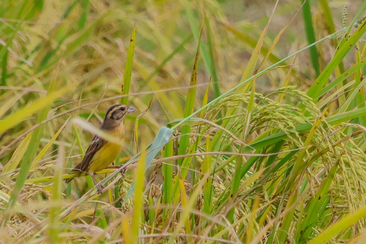 シマアオジ - ML644445943