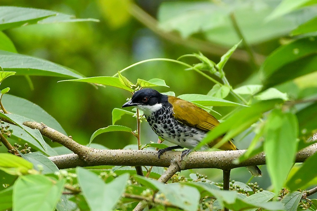 Чешуйчатый бюльбюль - ML644445947