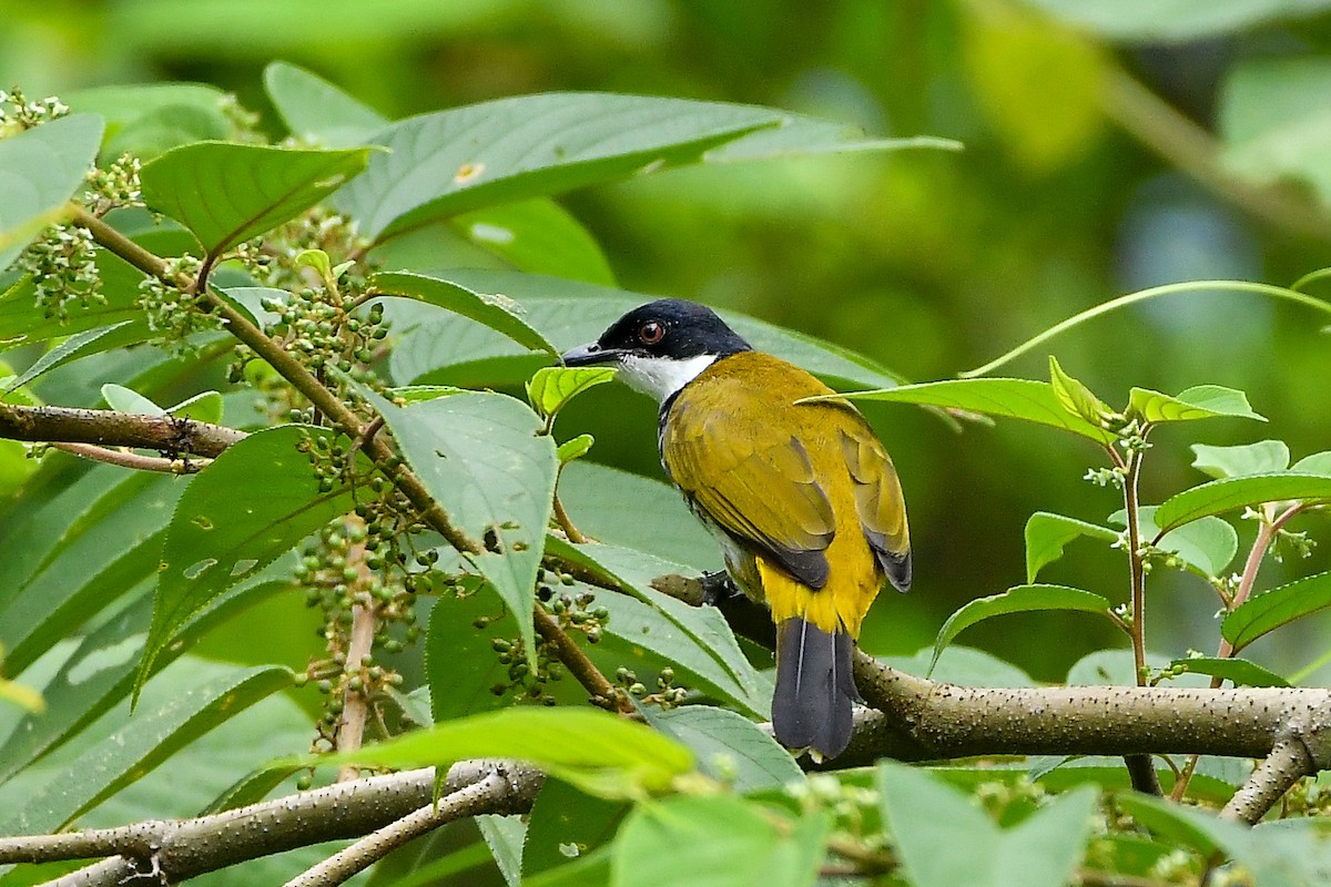 Чешуйчатый бюльбюль - ML644445948