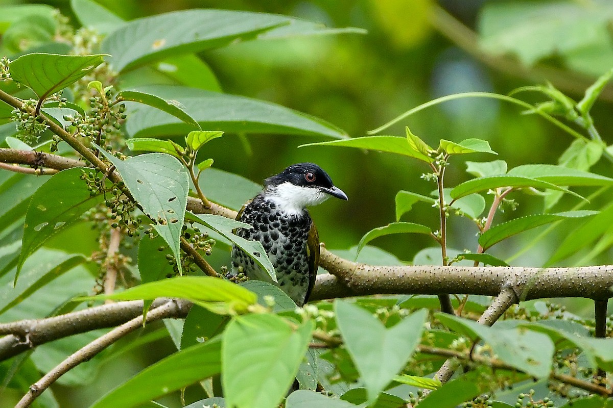 Чешуйчатый бюльбюль - ML644445949