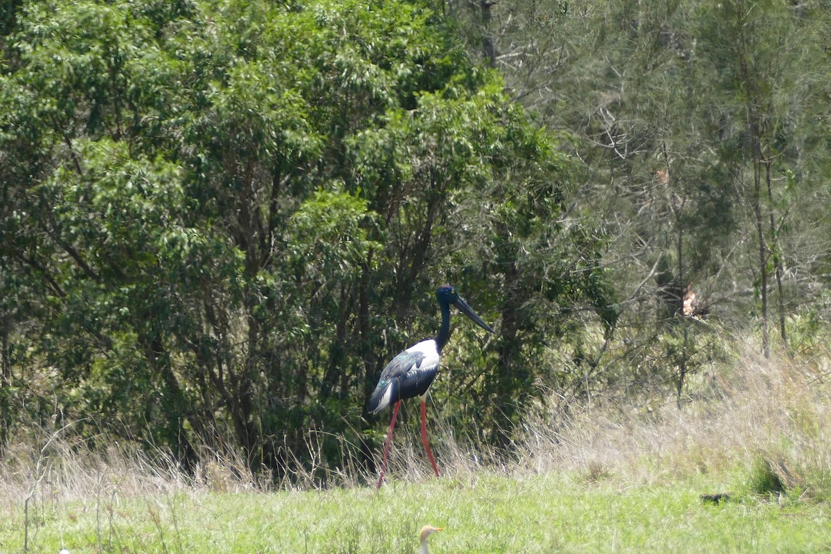 Black-necked Stork - ML644445960