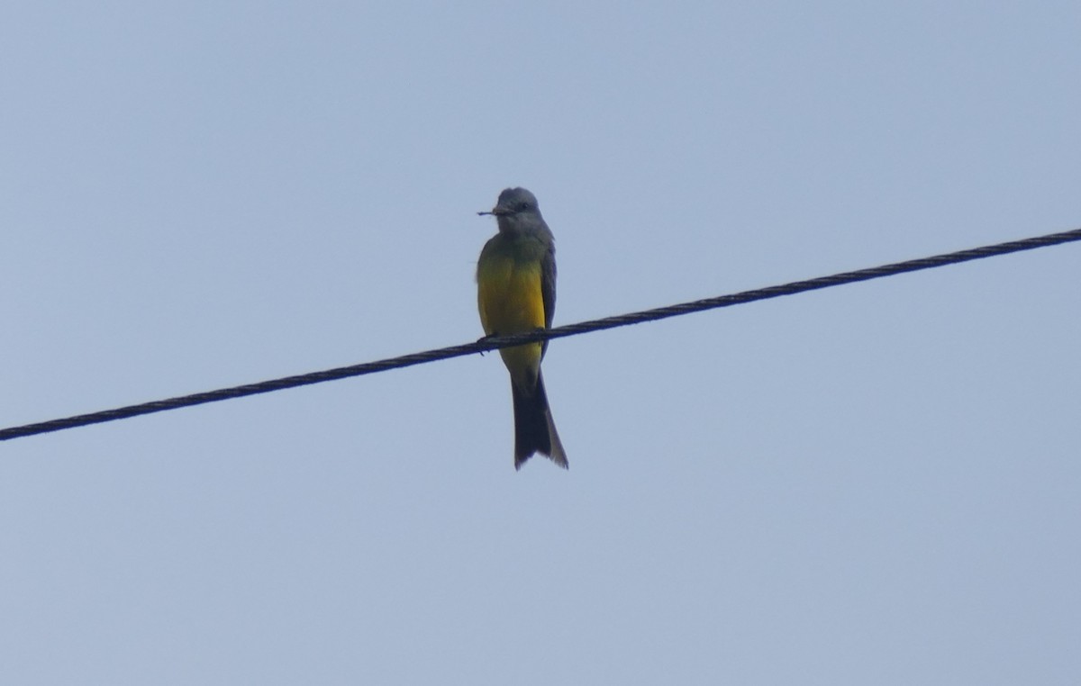 Tropical Kingbird - ML644445967