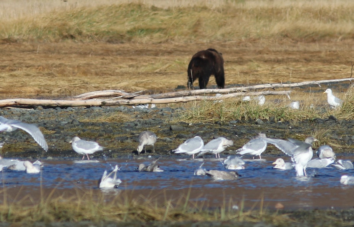 Snow Goose - ML644445976