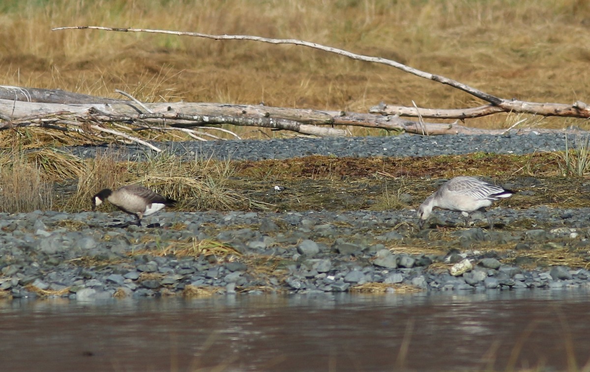 Snow Goose - ML644445977