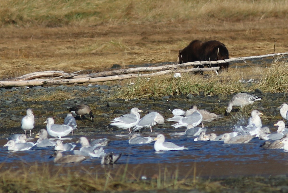 Cackling Goose (minima) - ML644445992