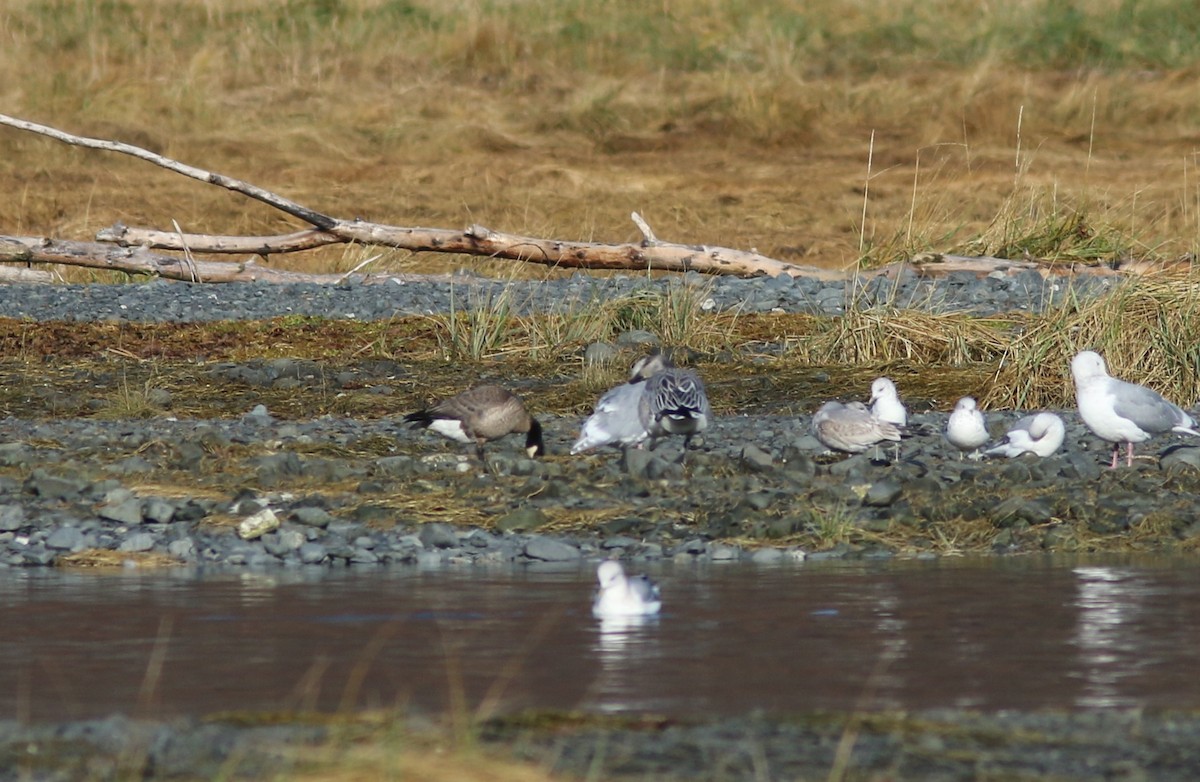 Cackling Goose (minima) - ML644445993