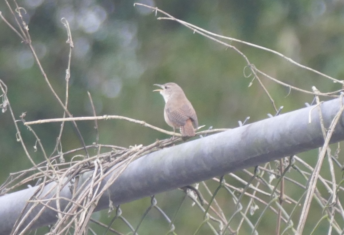 Southern House Wren - ML644445999