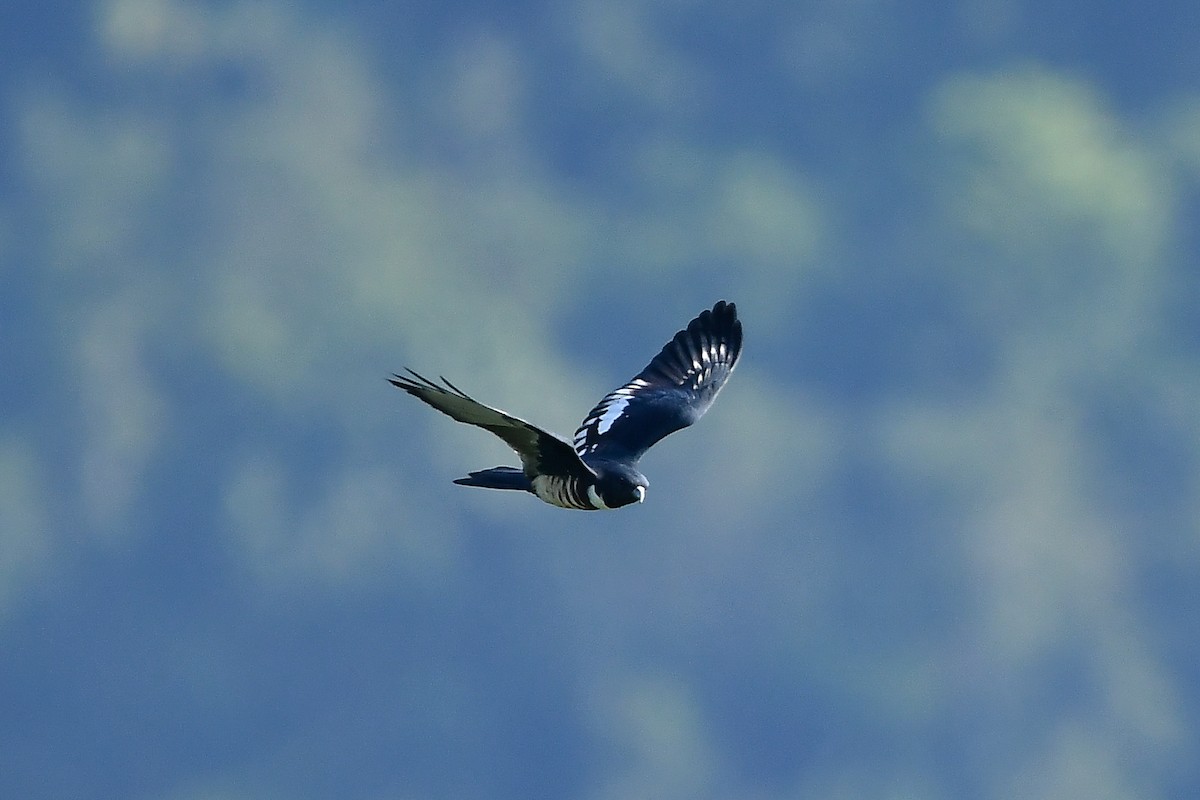 Black Baza - ML644446002