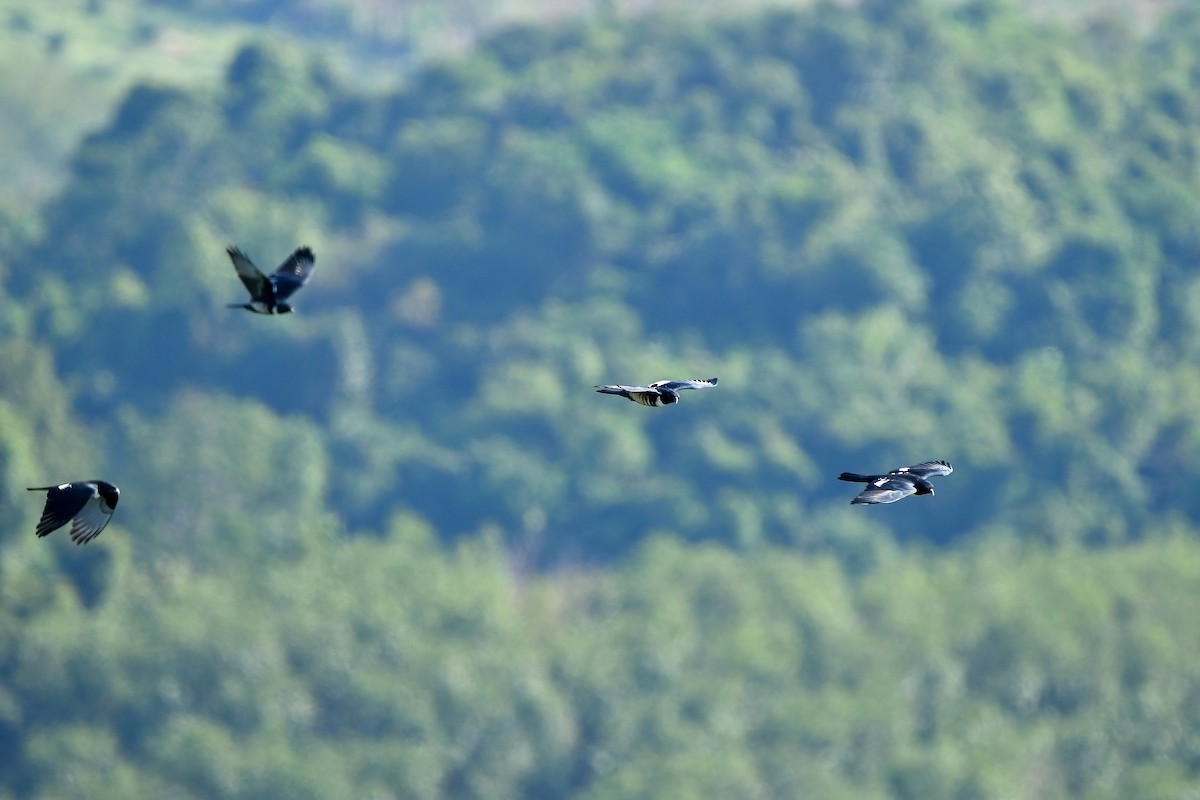 Black Baza - ML644446004