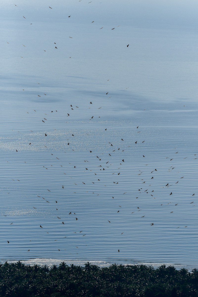 Black Baza - ML644446005