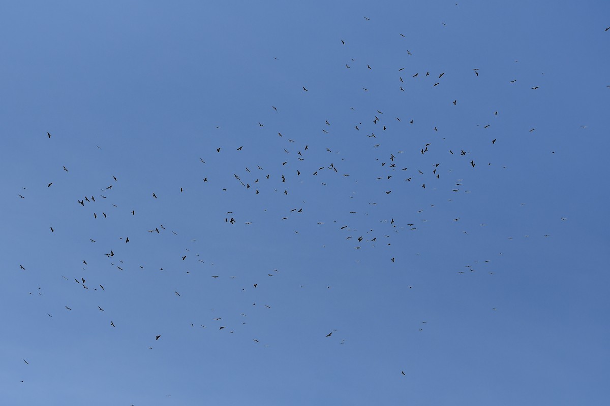 Black Baza - ML644446007