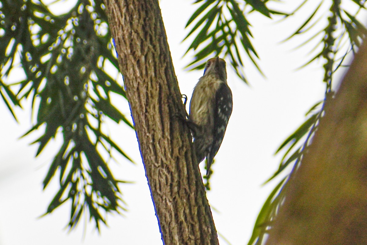 チャガシラコゲラ - ML644446014