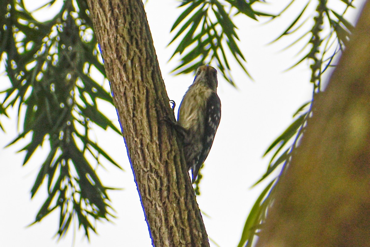 チャガシラコゲラ - ML644446015