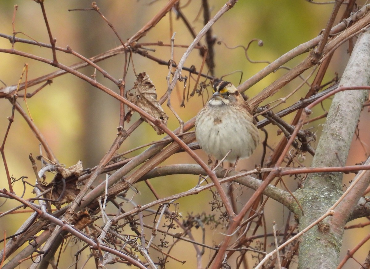 White-throated Sparrow - ML644446016