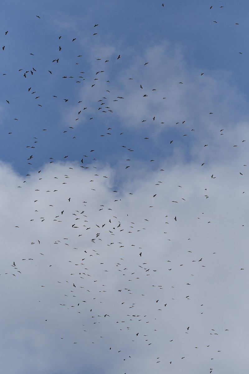 Black Baza - ML644446025