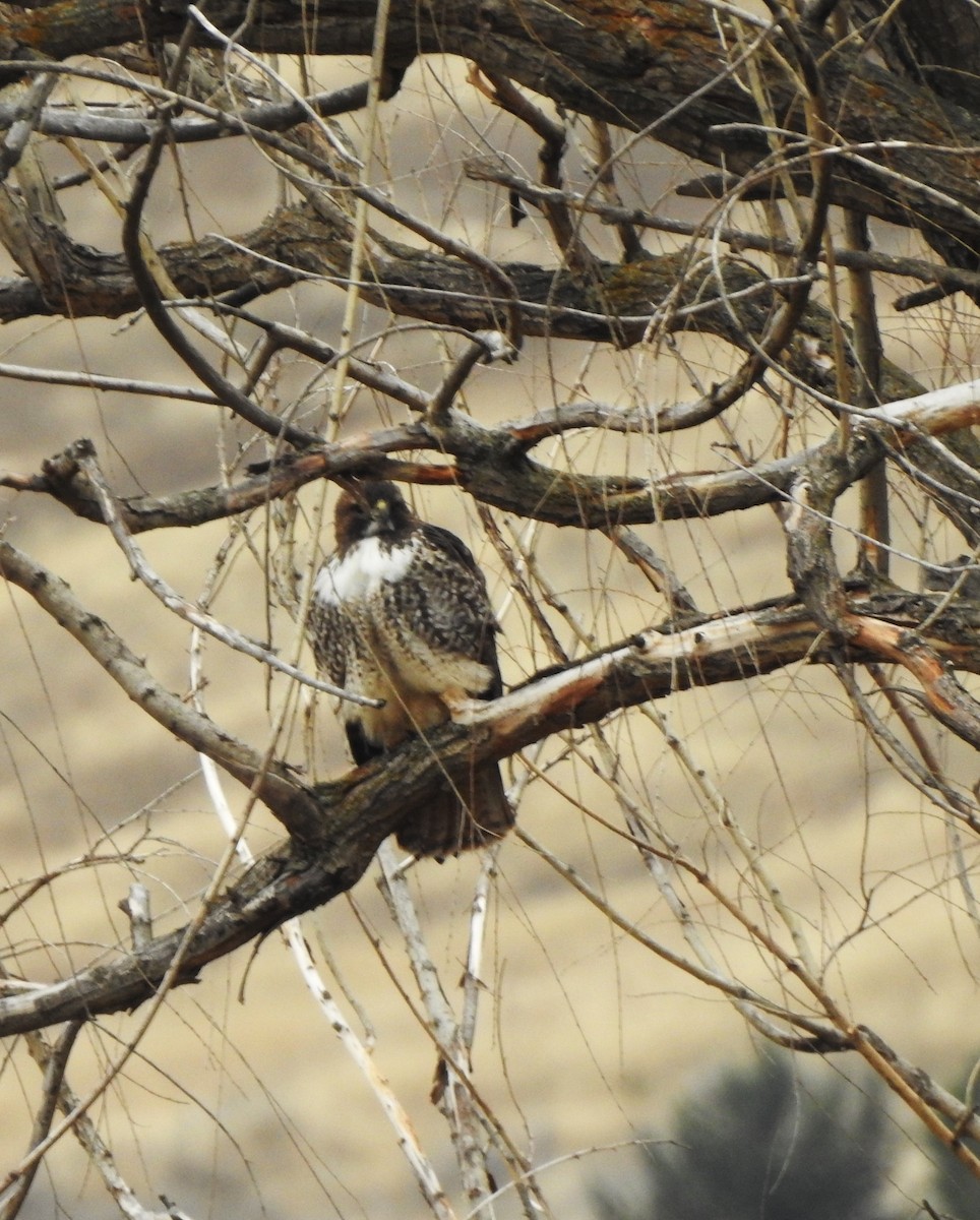 Red-tailed Hawk - ML644446039