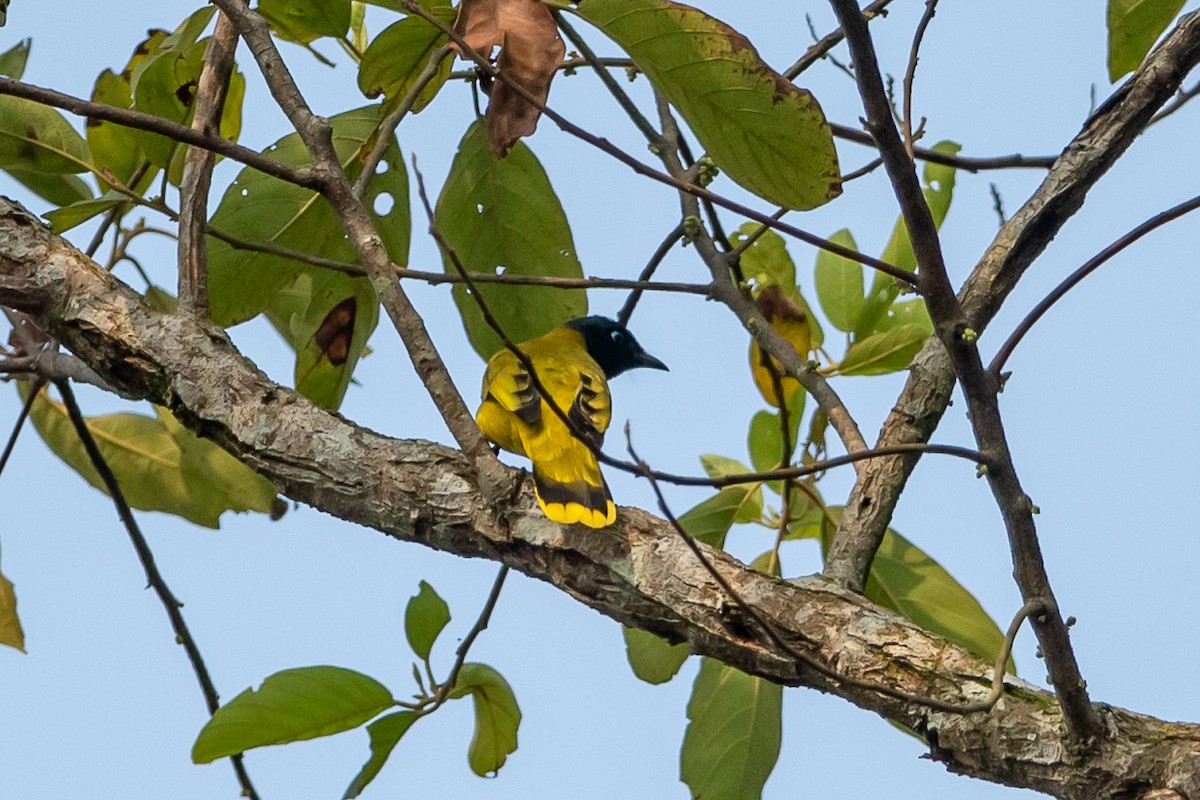 Black-headed Bulbul - ML644446040