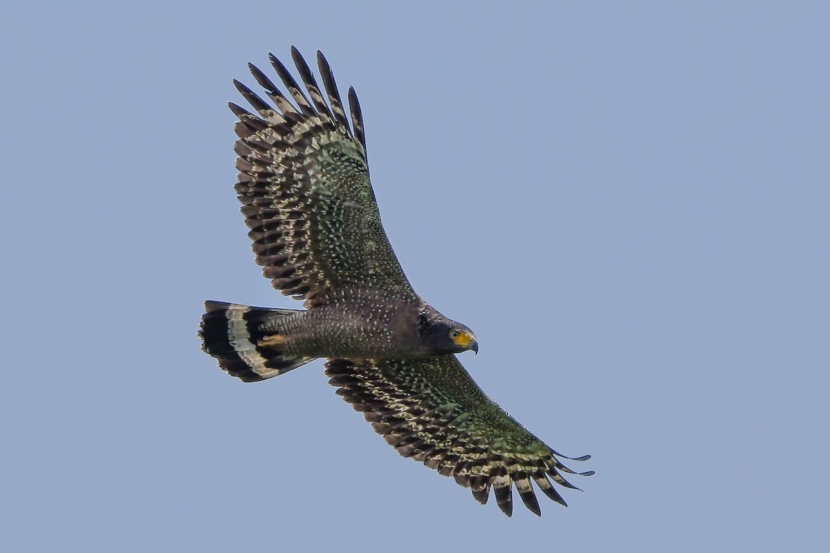 Crested Serpent-Eagle - ML644446041