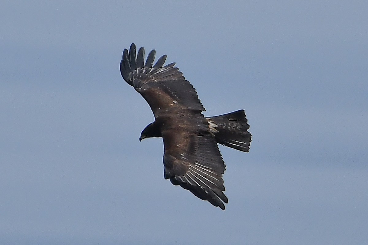 Орел чорний - ML644446045