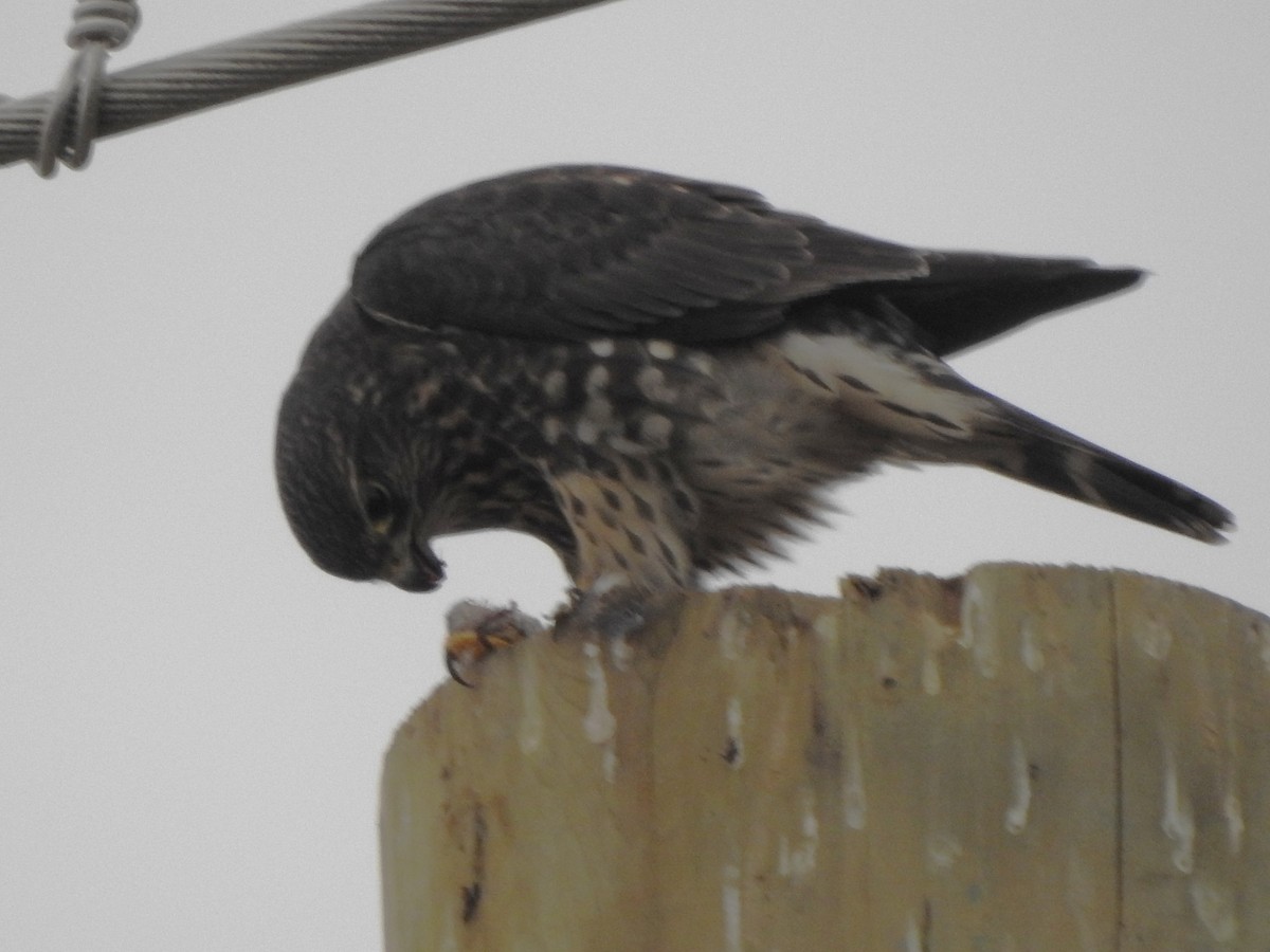 Merlin - ML644446046