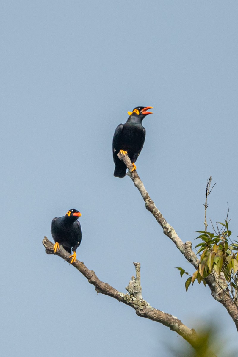 Common Hill Myna - ML644446049