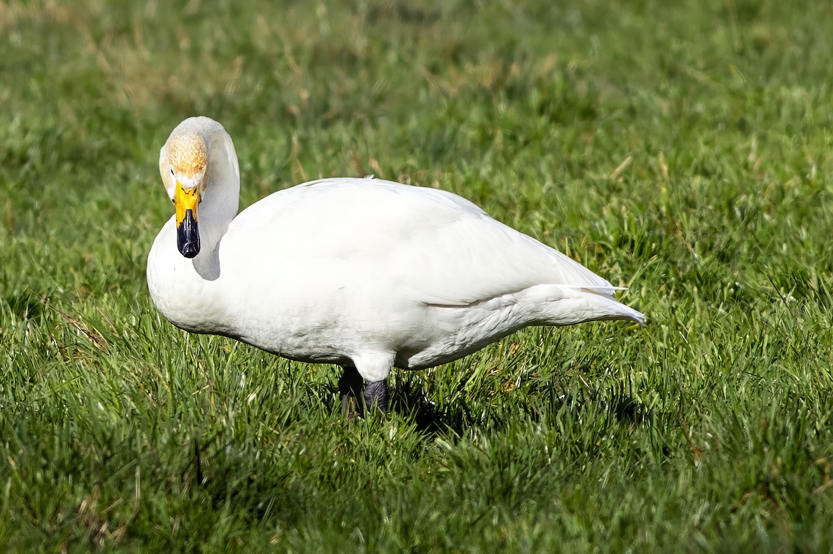 Whooper Swan - ML644446055