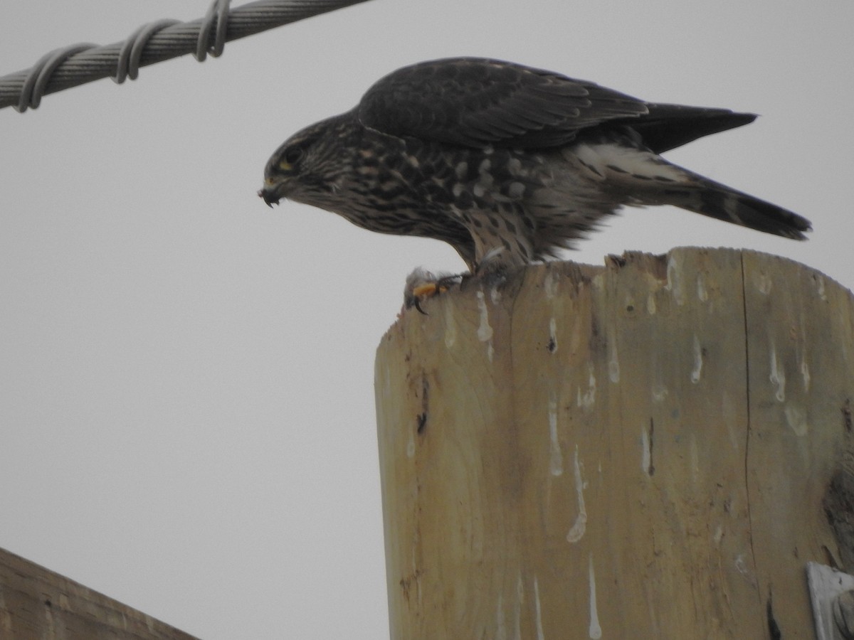 Merlin - ML644446056