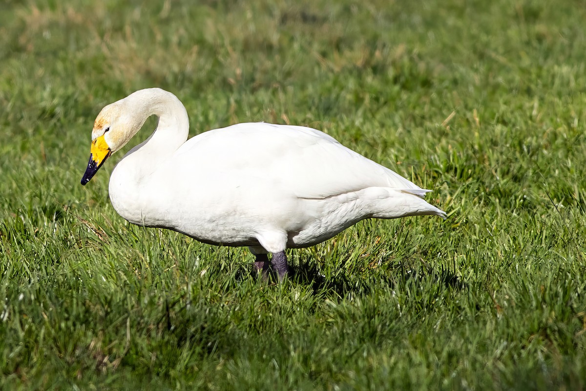Whooper Swan - ML644446059