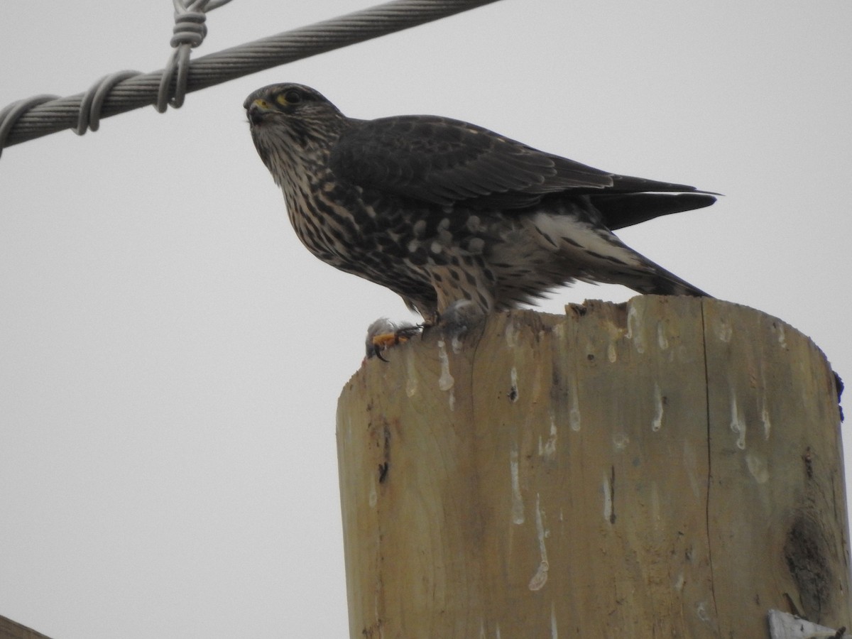 Merlin - ML644446069