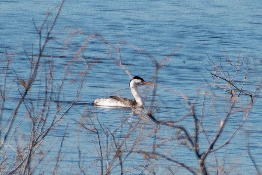 Grèbe à face blanche - ML644446077