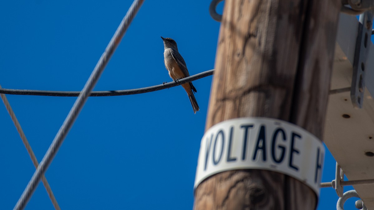 Say Fibisi - ML644446080