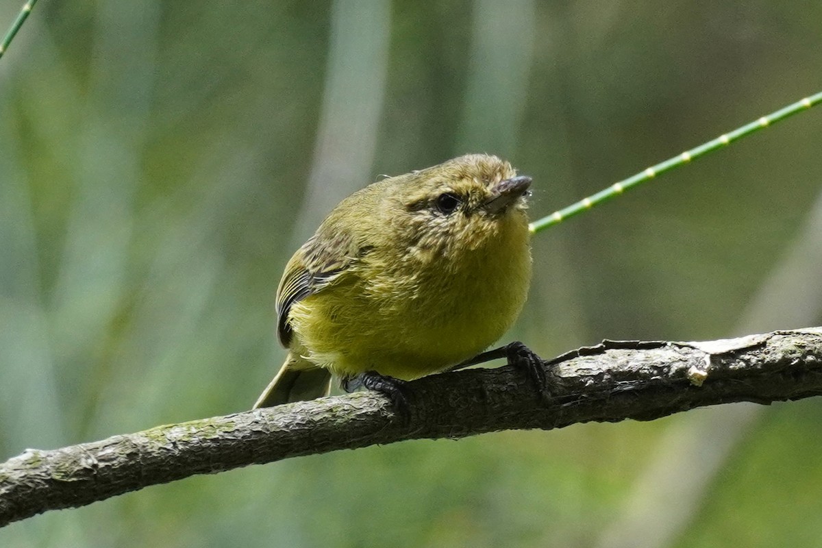 Yellow Thornbill - ML644446090