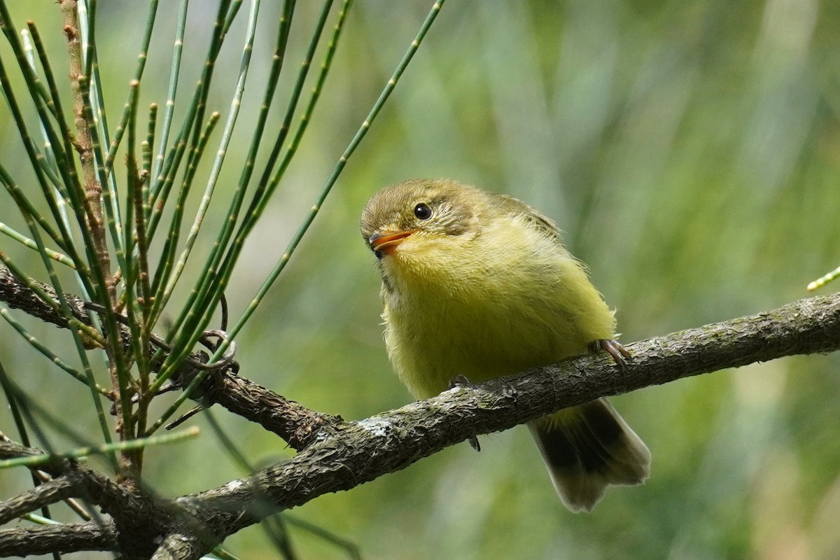 Yellow Thornbill - ML644446091