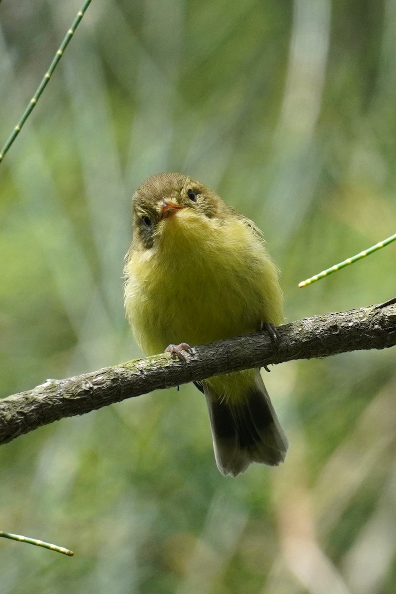 Yellow Thornbill - ML644446092