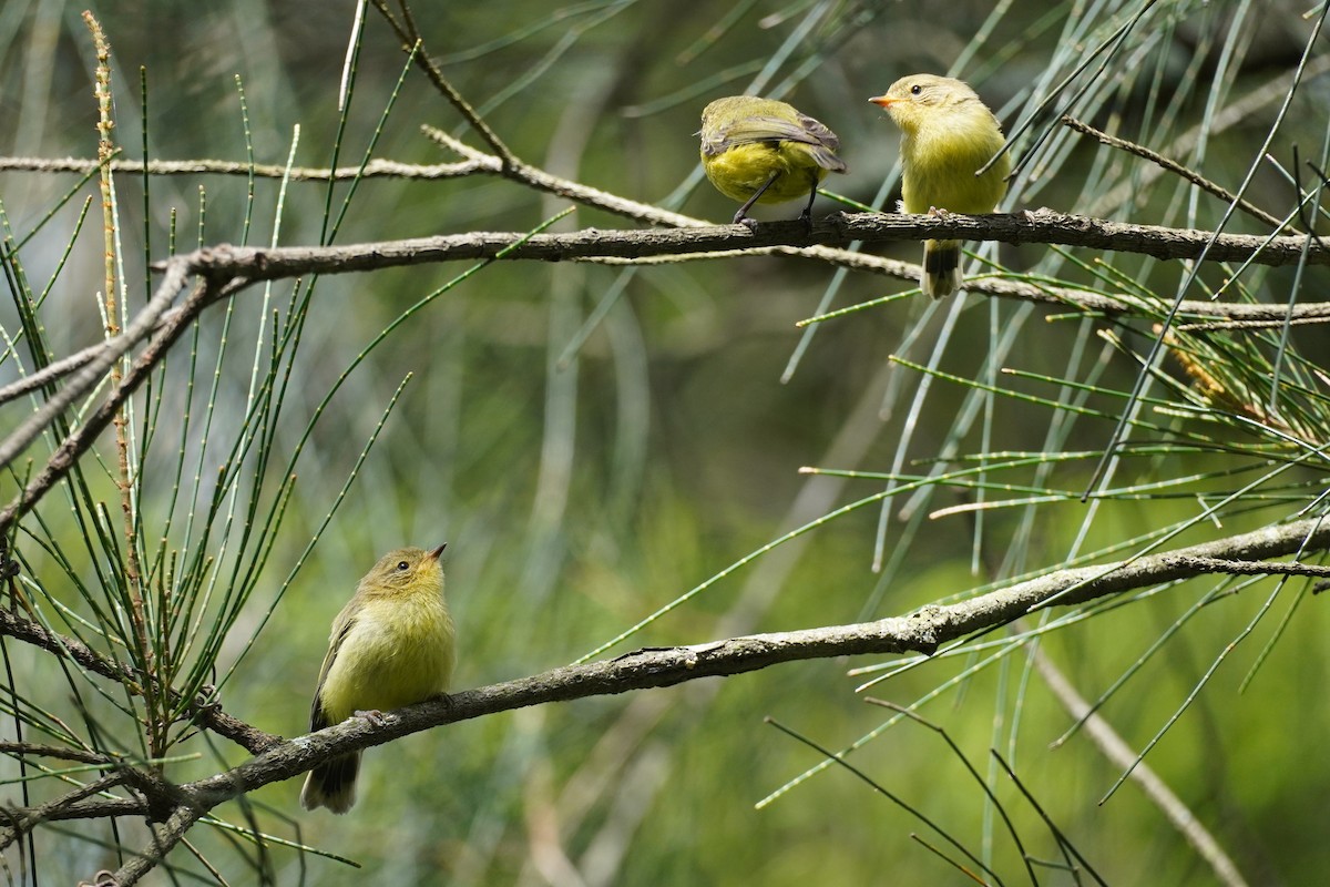 Yellow Thornbill - ML644446093