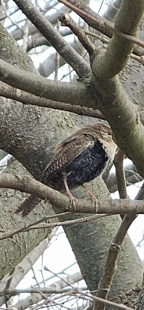Northern House Wren (Northern) - ML644446094