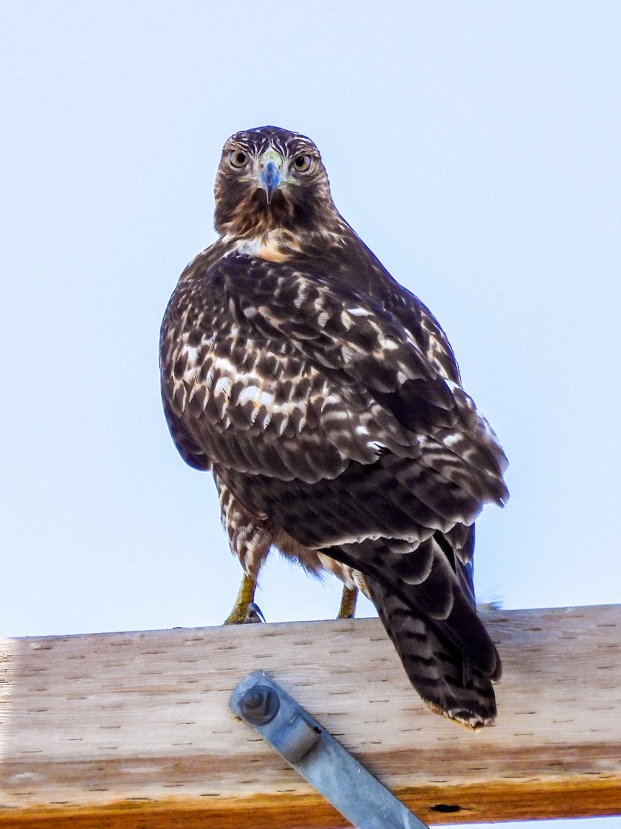Red-tailed Hawk - ML644446095