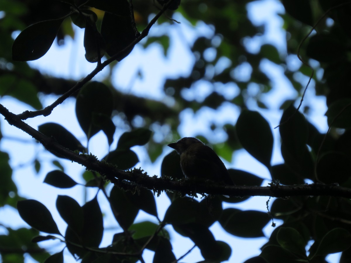 White-throated Spadebill - ML644446096