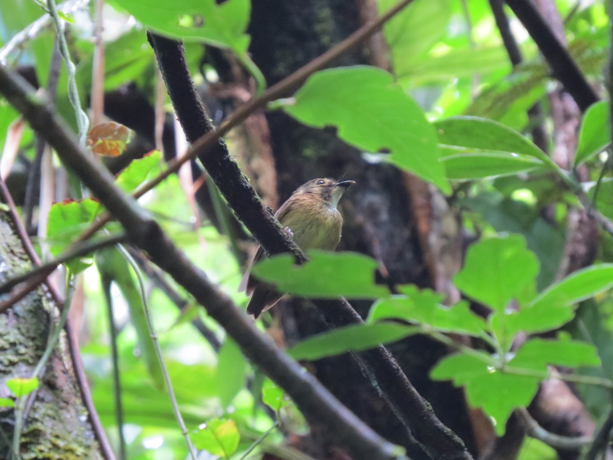 White-throated Spadebill - ML644446097