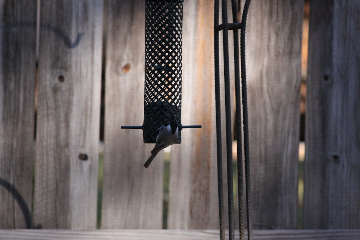 Carolina Chickadee - ML644446105