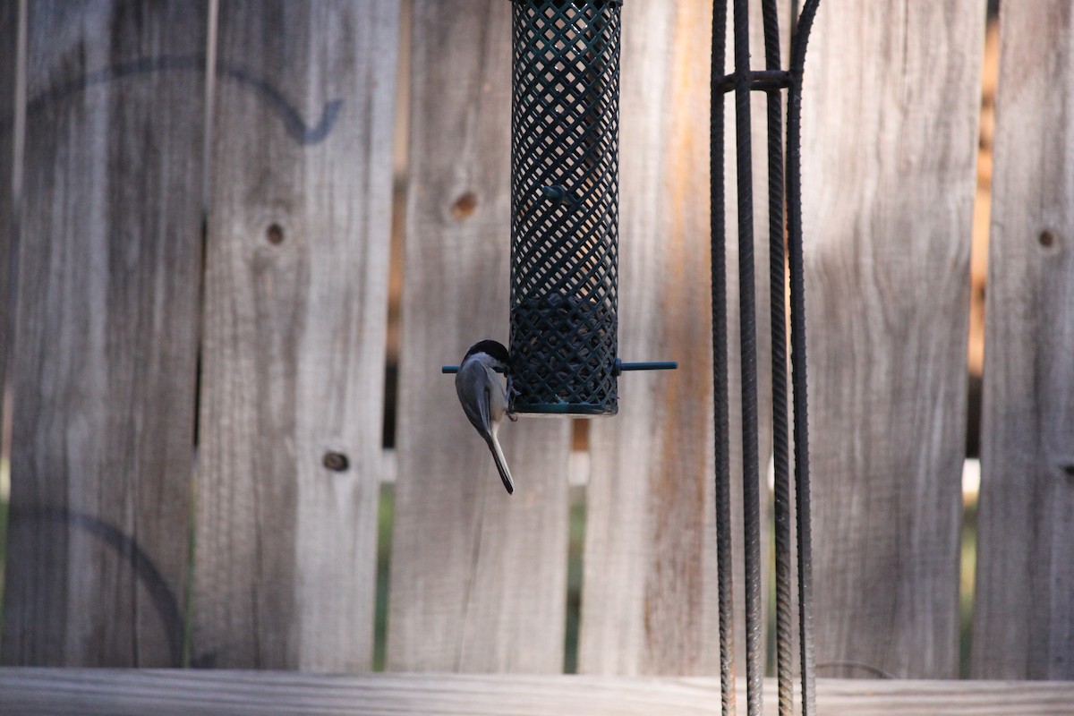 Carolina Chickadee - ML644446108