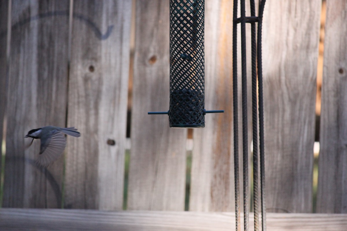 Carolina Chickadee - ML644446109