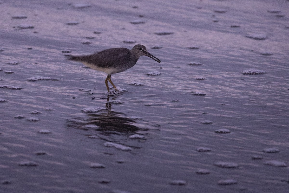 Коловодник аляскинський - ML644446111