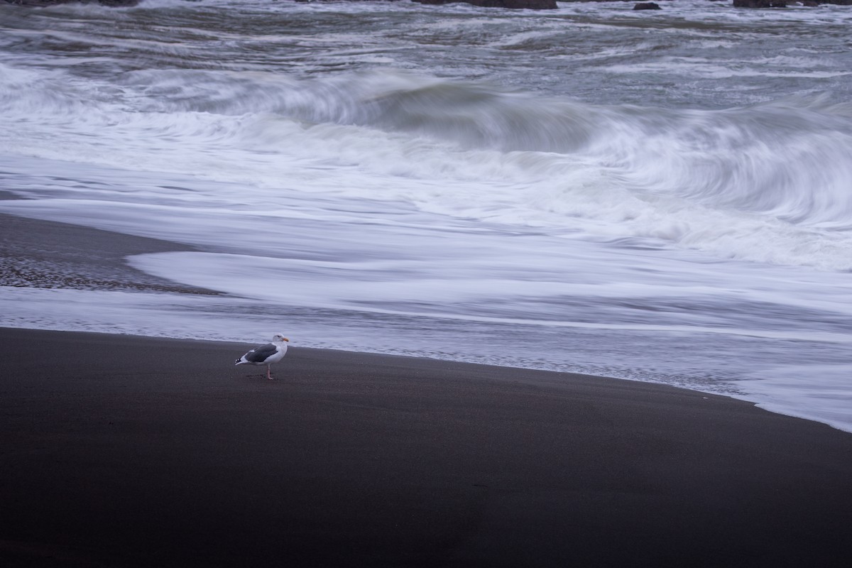 Мартин західний - ML644446123