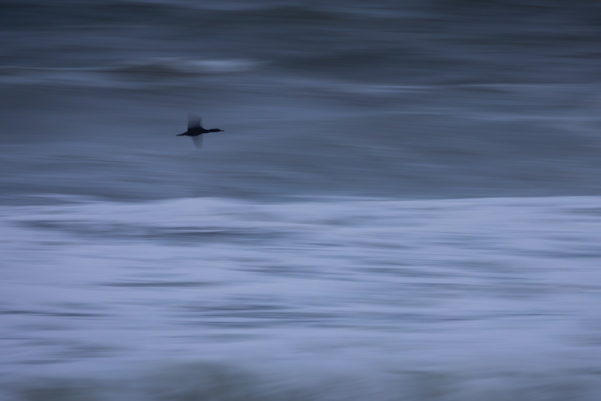 Баклан синьогорлий - ML644446126