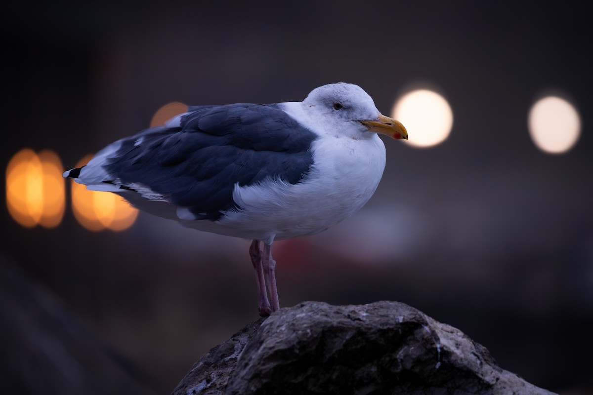 Мартин західний - ML644446131